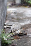 Close up of a cute black and white tabby cat lying on the floor, looking to the camera and against to the wall, Hong Kong. Focus on the eyes, blurred background