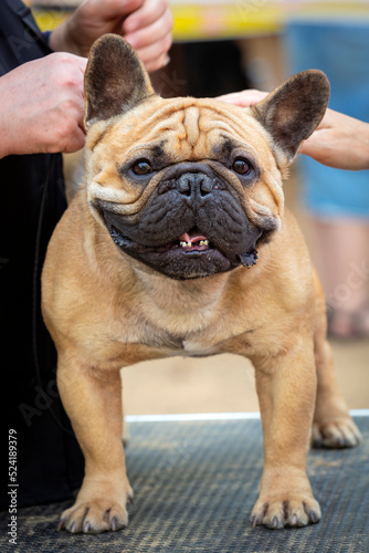 A French bulldog at a dog show. Posing in front of the jury. © Andrey