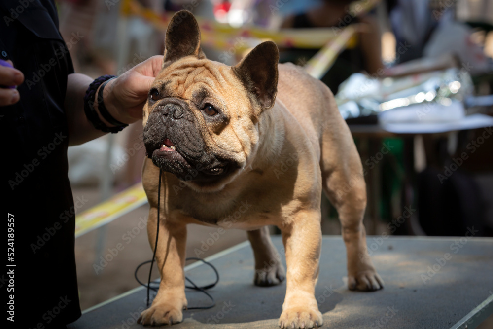 A French bulldog at a dog show. 