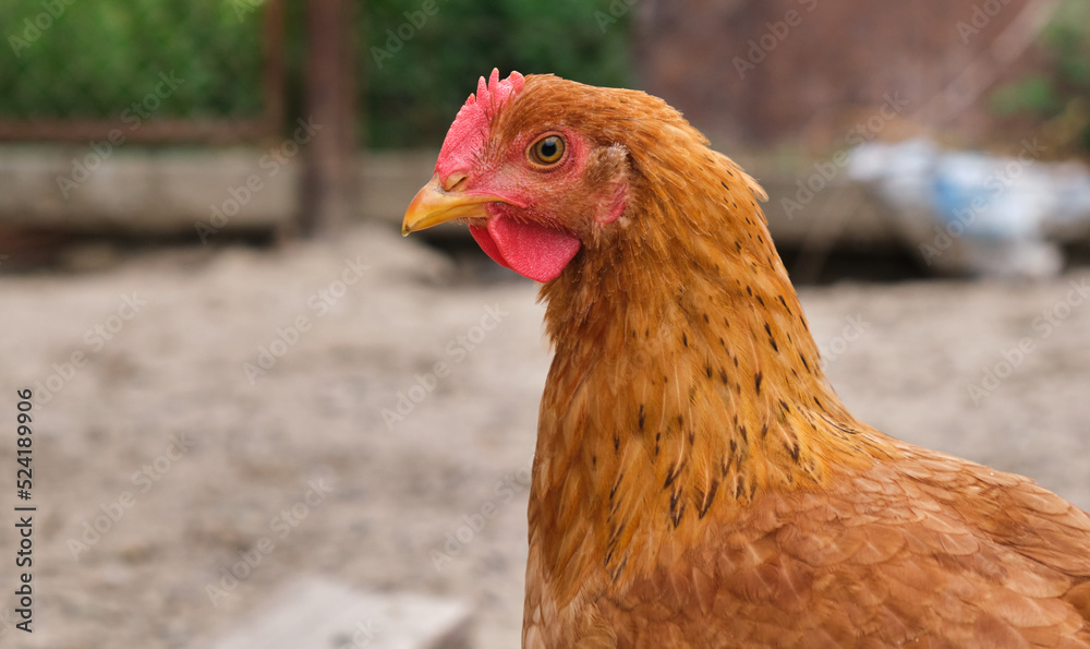 Fototapeta premium close single free range organic eco courtyard village rural chicken laying hen 