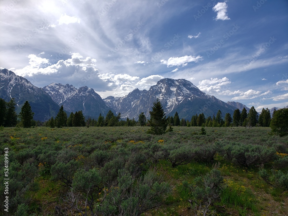 Fototapeta premium wildlife in the west