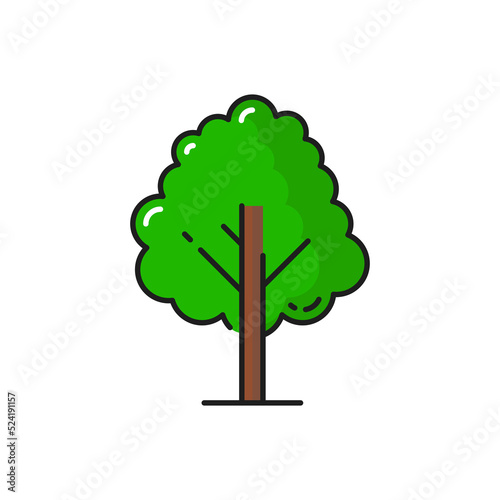 Green tree icon, forest or garden plant, vector isolated symbol of oak, maple or elm tree. Forest nature and park plant or bush in flat line or outline, linden, poplar or birch tree icon