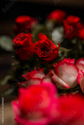 red roses on a black background