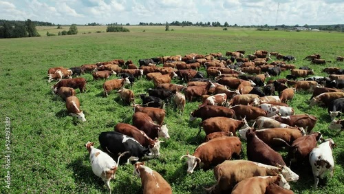 Countryside farm, brown cows and calves grazing in a green field of grass, view from a height, dairy farm, organic. photo
