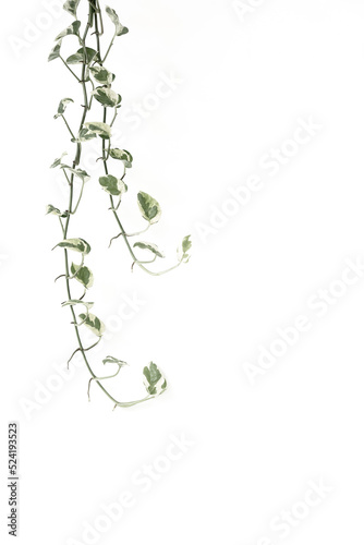 Epipremnum aureum plant  isolated on white background. Hi key photography style.