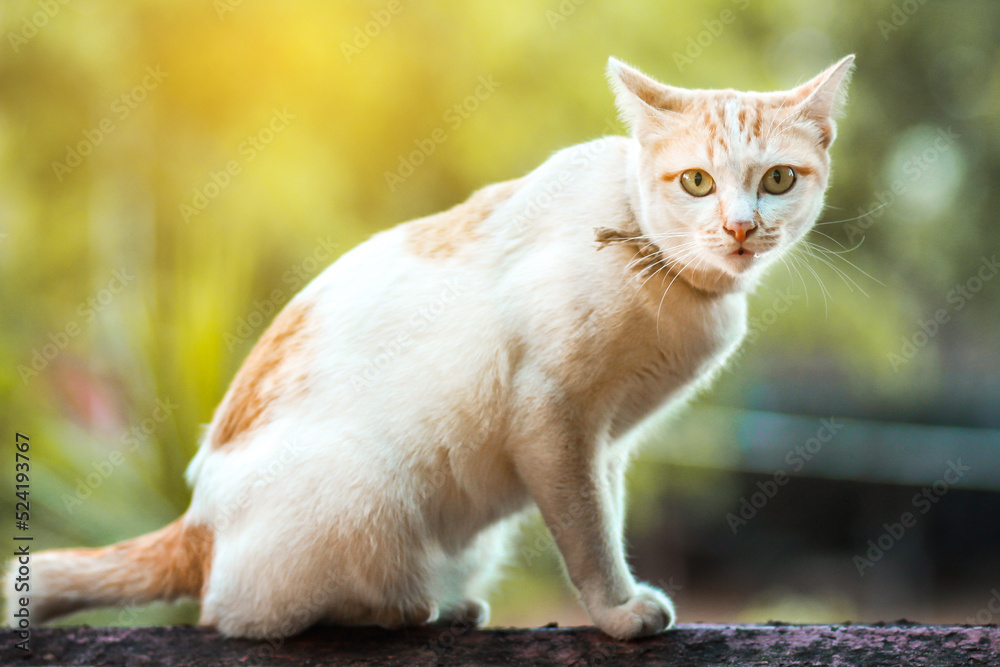 Ginger kitty looking up at camera. Curious expression on orange and white cat face. Ginger kitty looking up at camera. Curious expression on orange and white cat face.