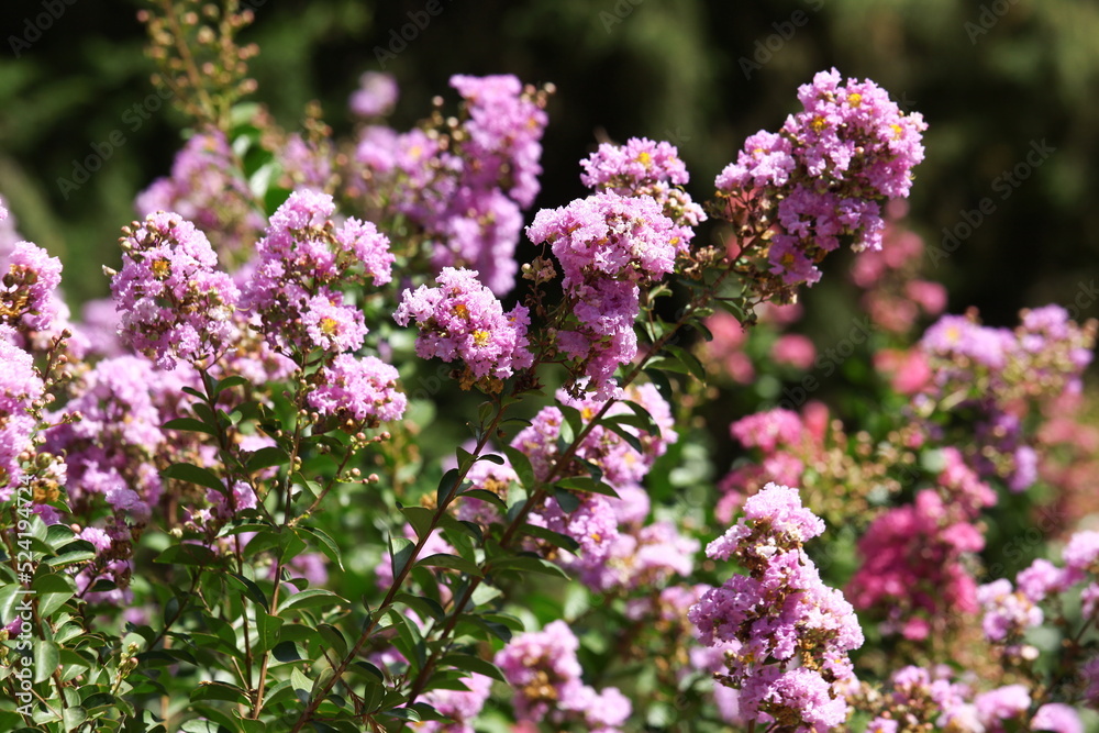 Pink flowers