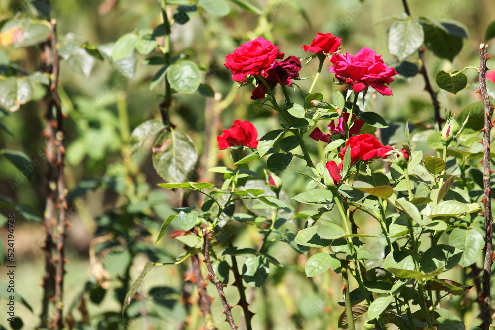 Red roses