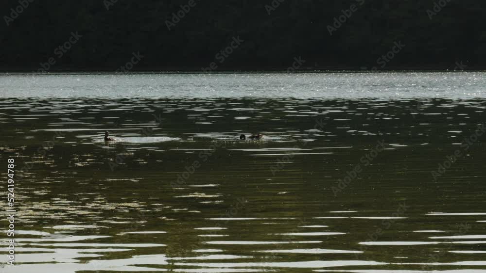 Ducks at Kashiubian Głębokie lake Ducks at Kashiubian Głębokie lake