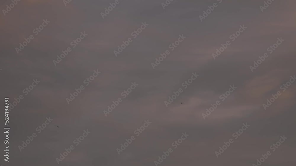 silhouette of Common  swift bird flying over cloudy sky