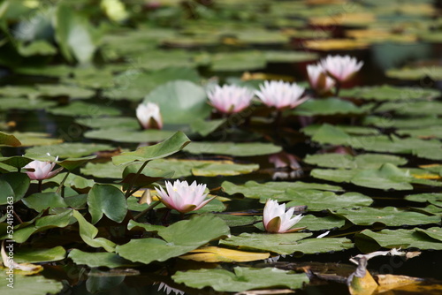 Lotus Flowers