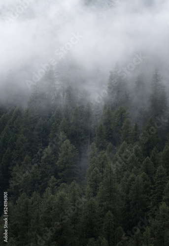 Fototapeta Naklejka Na Ścianę i Meble -  Clouds drifting over the forest after rain showers in the Swiss mountains.