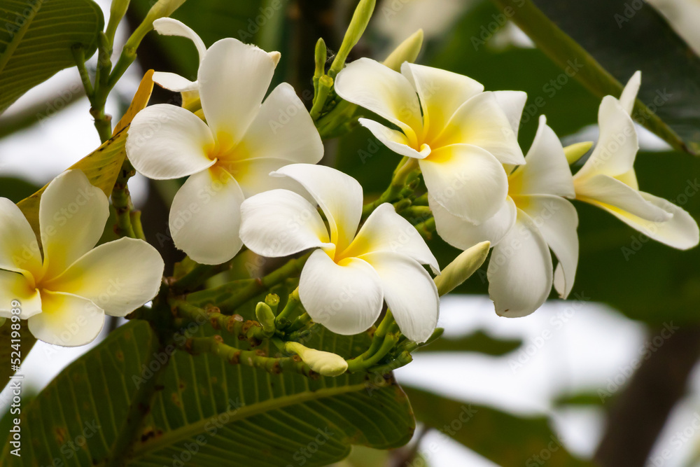 Fototapeta premium White Frangipani flower Plumeria alba with green leaves