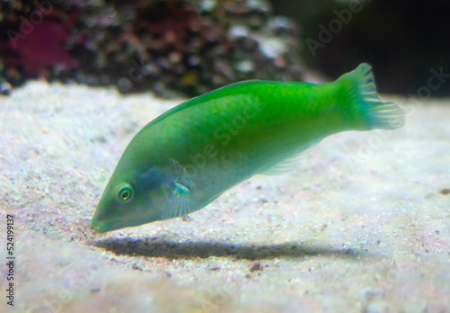 Pastel-green wrasse (Halichoeres chloropterus) swimming underwater in an aquarium