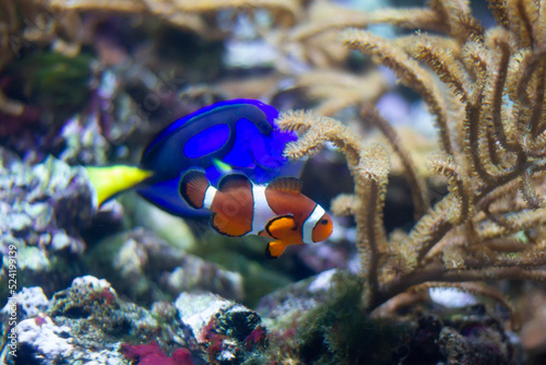 Ocellaris clownfish (Amphiprion ocellaris) swimming underwater in an aquarium