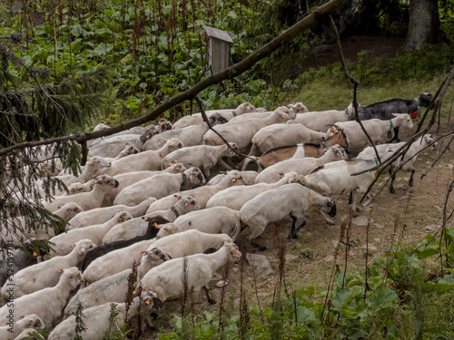 A herd of sheep found on a hiking trail in the Beskid Zywiecki mountains in Poland