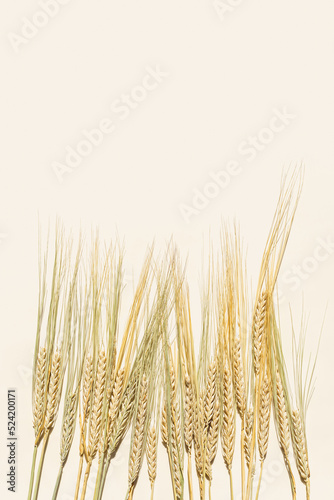 Flat lay with dry ears of rye on beige background with empty space. Top view ears of cereal crops  rye grain crop  harvest concept  minimal design  cereals plant with shadows