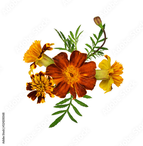 Orange and red marigold flo...