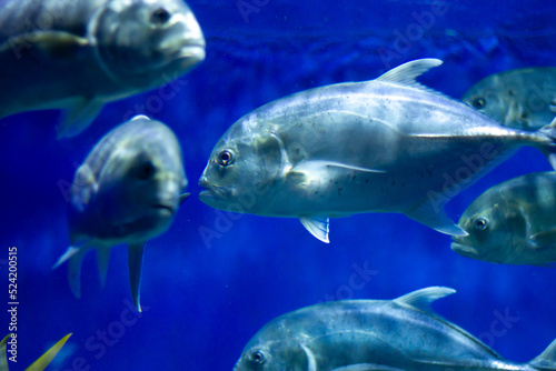 Tropical fish swimming underwater in an aquarium  © Vitaly Ilyasov
