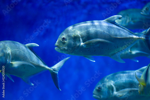 Tropical fish swimming underwater in an aquarium 