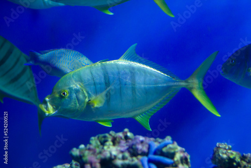 Tropical fish swimming underwater in an aquarium 