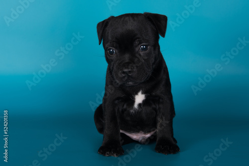 Black male American Staffordshire Bull Terrier dog or AmStaff puppy on blue background