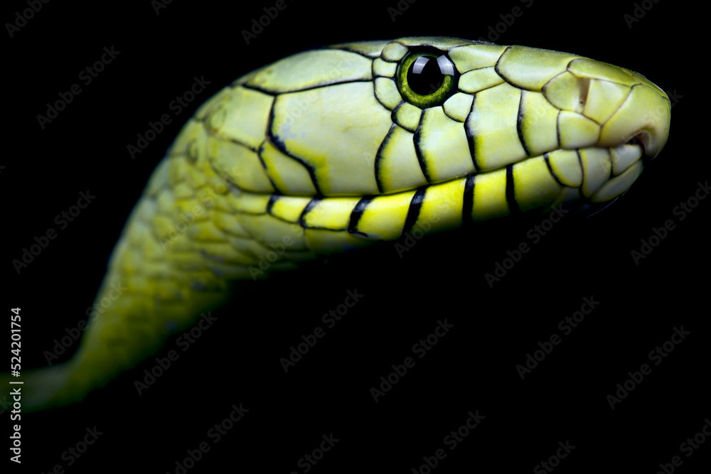 western green mamba (Dendroaspis viridis) western green mamba (Dendroaspis viridis)