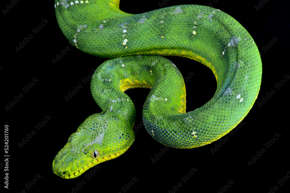 Green tree boa (Corallus caninus) Green tree boa (Corallus caninus)