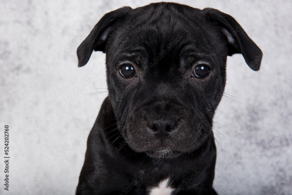 Black female American Staffordshire Bull Terrier dog puppy on gray background