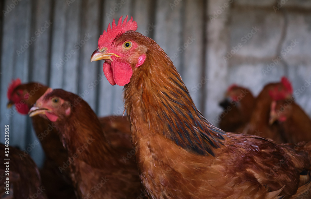 rural courtyard Red Cockerel Rhode Island rooster close up hen chicken flock 