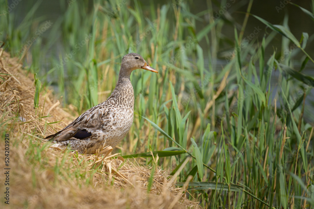 A female mallard standing near a small river A female mallard standing near a small river