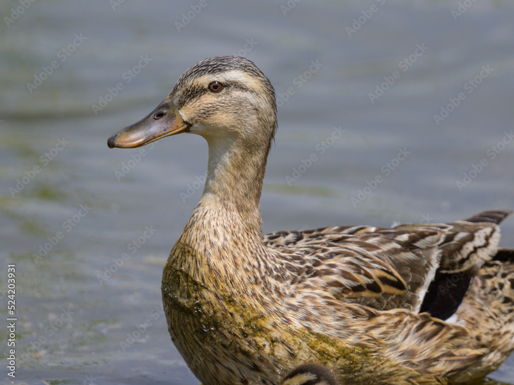 Portrait of a female mallard in the water Portrait of a female mallard in the water