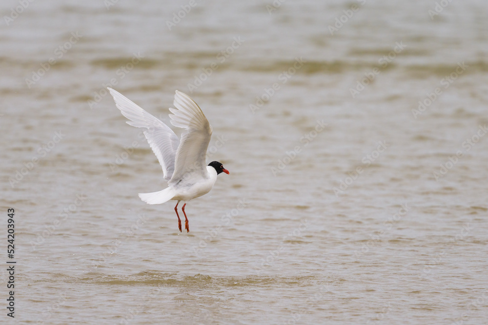 A Mediterranean Gull flying over the water A Mediterranean Gull flying over the water