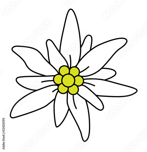 Edelweiss flower isolated on white background. Symbol of alpinism. Mountain plant. 