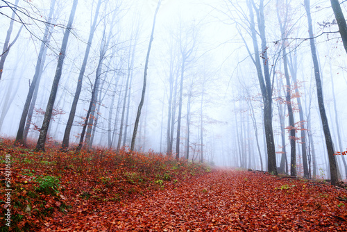Foggy autumn forest road covered with red leaves.