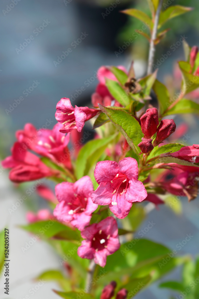 Weigela Bristol Ruby