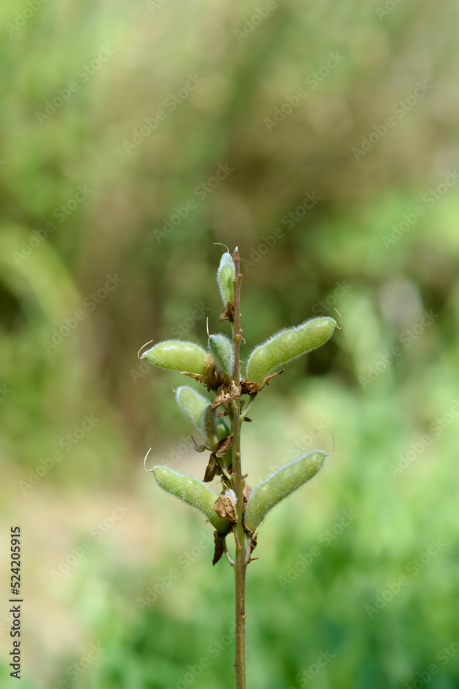 Large leaved lupine Large leaved lupine