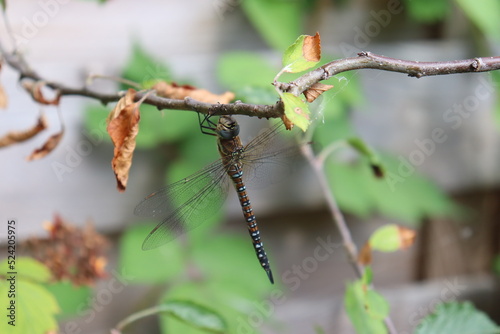 dragonfly on a branch