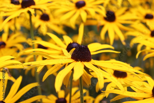 coneflower yellow