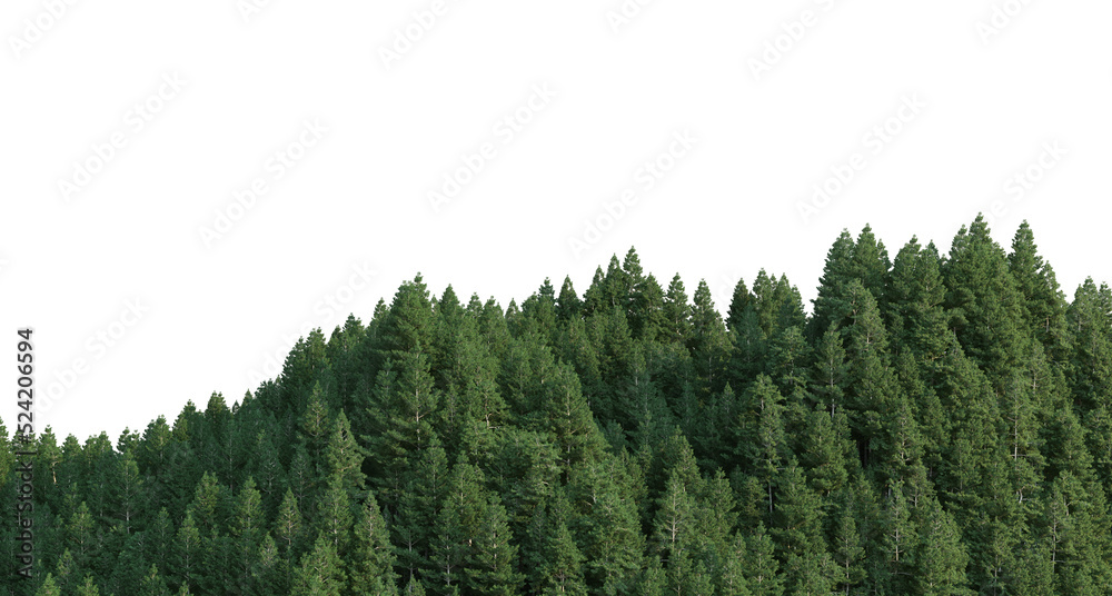 Fototapeta premium Coniferous forest on a transparent background 