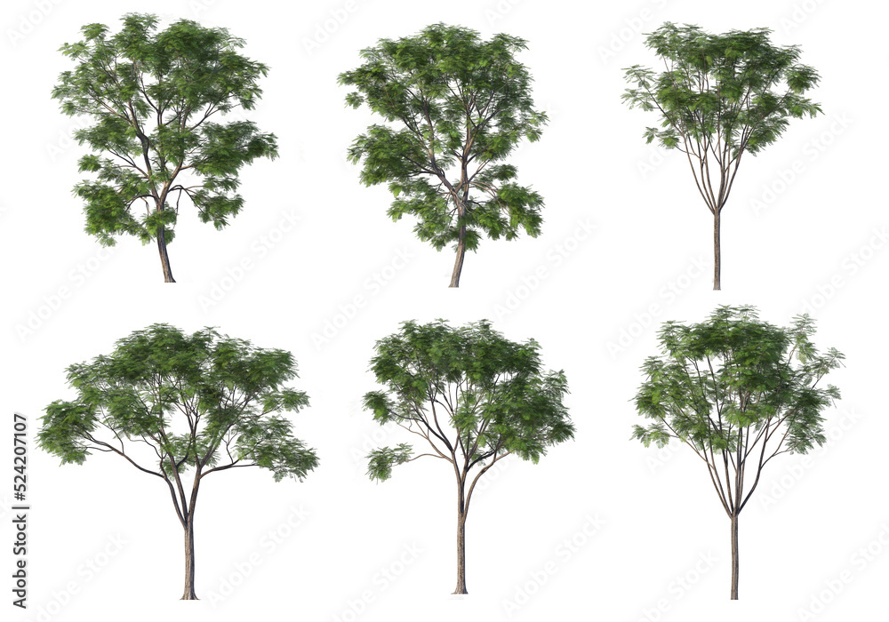 Tree on a transparent background
Tree on a transparent background