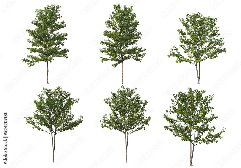Tree on a transparent background
Tree on a transparent background