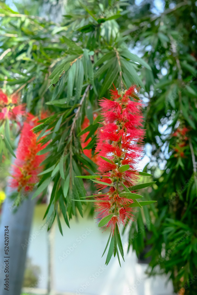 Beautiful Melaleuca viminalis or weeping bottlebrush or creek bottlebrush flowers with green leaf. Beautiful Melaleuca viminalis or weeping bottlebrush or creek bottlebrush flowers with green leaf.