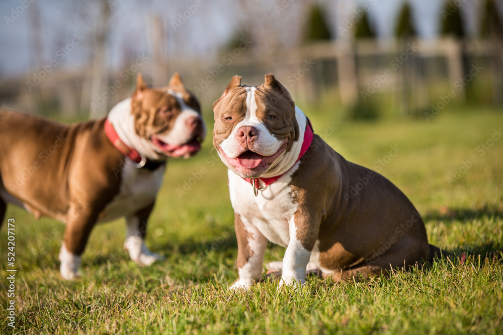 Two Red color American Bully dogs are walking