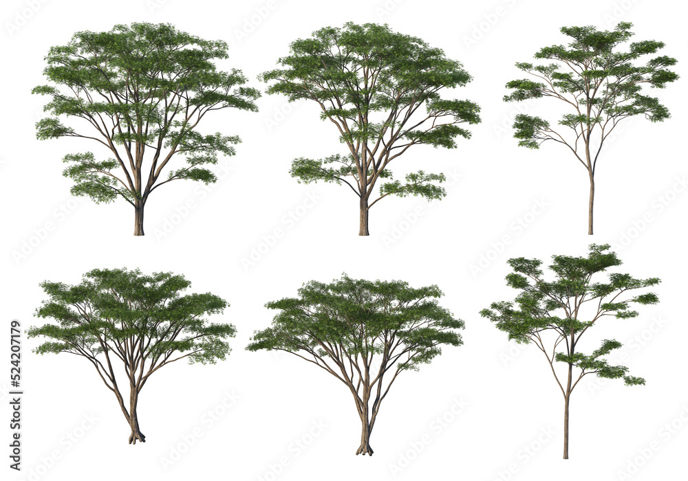 Obraz premium Tree on a transparent background 