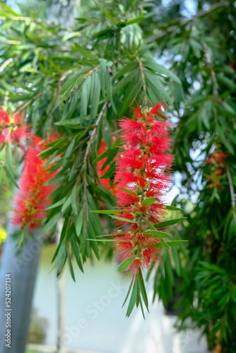 Beautiful Melaleuca viminalis or weeping bottlebrush or creek bottlebrush flowers with green leaf. photo