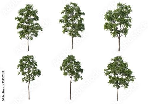 Tree on a transparent background 