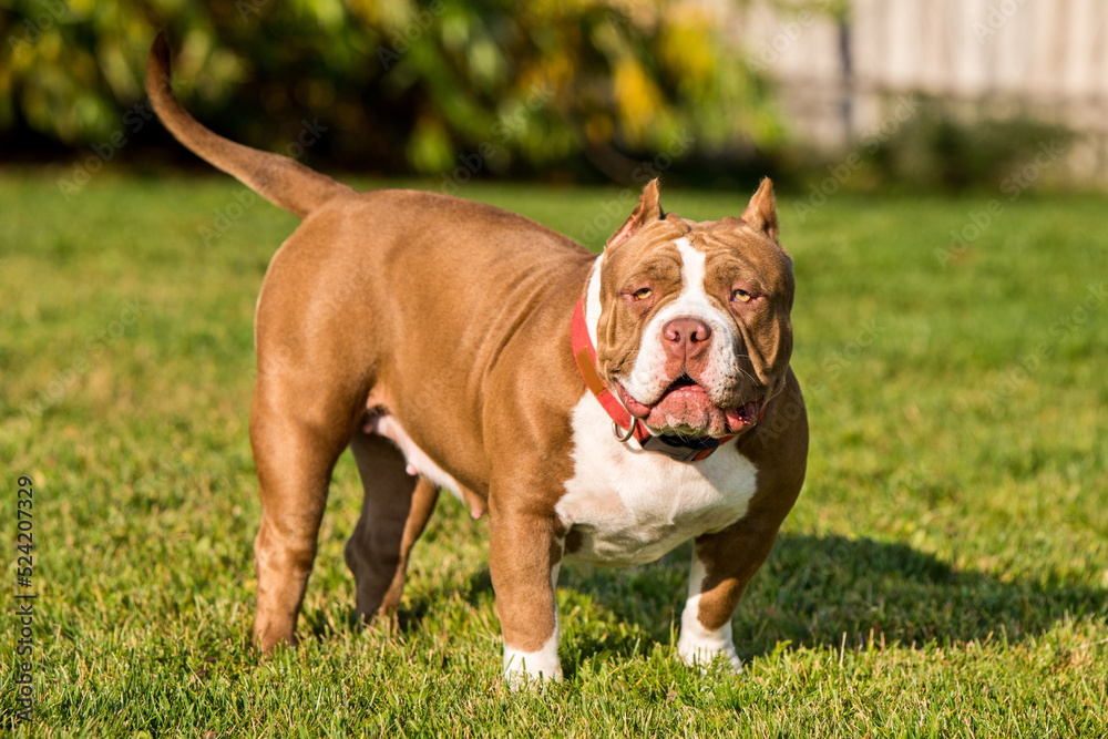 Red color American Bully puppy dog is on green grass