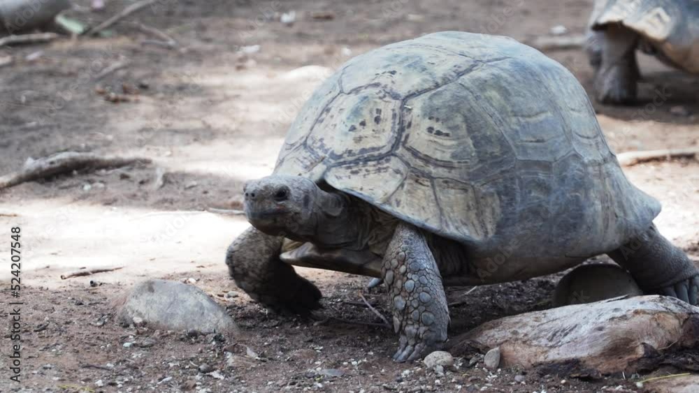 Close Up Of Giant Tortoise Walking Slowly On The Ground In The Zoo In Western Cape, South Africa. Close Up Of Giant Tortoise Walking Slowly On The Ground In The Zoo In Western Cape, South Africa.