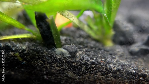 A scud, a freshwater amphipod, crawls on the gravel of an aquarium. photo